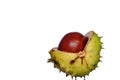 Conker Royalty Free Stock Photo