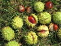 Conker