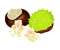 Conker Brown Seed or Nut in Cracked Spiky Shell with Pinky Flowers Rested Nearby Vector Illustration