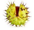 Conker in Husk Royalty Free Stock Photo