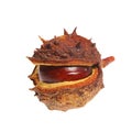 Conker in husk Royalty Free Stock Photo