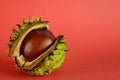Conker shell splitting to reveal conker Royalty Free Stock Photo