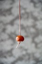 Conker on string for conker fight or battle. Royalty Free Stock Photo