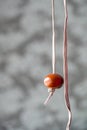 Conker on string for conker fight or battle. Royalty Free Stock Photo