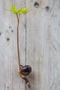 Conker tree germination Royalty Free Stock Photo