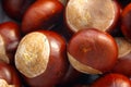 Conkers 01 Royalty Free Stock Photo