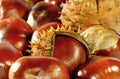 Conkers