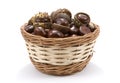 Conkers in basket