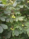 Conkers on a chestnut tree Royalty Free Stock Photo