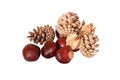 Conkers & cones