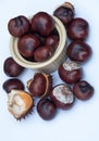 Conkers on display in autumn