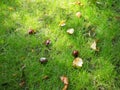 Conkers fallen from a tree in autumn. Conker in shell is in focus in the foreground Royalty Free Stock Photo