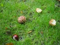 Conkers fallen from a tree in autumn. Conker in shell is in focus in the foreground Royalty Free Stock Photo