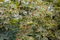 Conkers growing on chestnut tree in Jesmond Dene, England