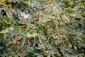 Conkers growing on chestnut tree in Jesmond Dene, England