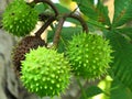 Conkers growing on horse chestnut tree. Trees. Autumn. Nature.