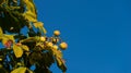 Conkers or horse chestnut seeds against blue sky with copy space and autumn colours Royalty Free Stock Photo