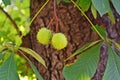 Conkers on horse-chestnut tree - Aesculus hippocastanum