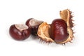 Conkers or horse chestnuts