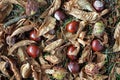 Conkers, leaves, twigs and shells on the ground under a Horse Chestnut tree