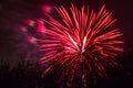 Conkers in The National Forest Fireworks