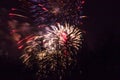 Conkers in The National Forest Fireworks