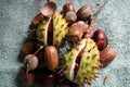 Autumnal seeds from trees