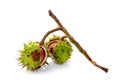 Conkers Royalty Free Stock Photo