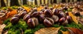 Conkers resting on moss with autumn leaves background Royalty Free Stock Photo