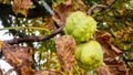 Conkers ripening in their protective shells on the horse chestnut tree. Chestnut tree conkers with leaves. October