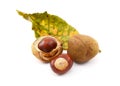 Conkers and smooth seed cases with red horse chestnut leaf