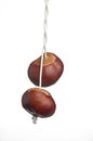 Conkers on string Royalty Free Stock Photo