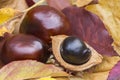 Conkers