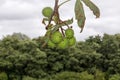 Conkers on a tree in Hertfordshire. Royalty Free Stock Photo