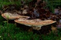 Bracket fungus