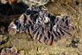 Conks curvy fungi infected by fungal plant pathogen on old tree trunk, natural organic background