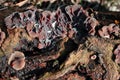 Conks curvy fungi infected by fungal plant pathogen on old tree trunk, natural organic background