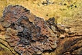 Conks curvy fungi infected by fungal plant pathogen on old tree trunk, natural organic background