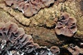 Conks curvy fungi infected by fungal plant pathogen on old tree trunk, natural organic background