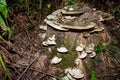 Conks growing on the rotten stump