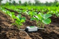 Connected sensors embedded in nutrient-rich soil gather data as they support the growth of young plants in a well