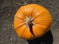 Connecticut Field pumpkin, Cucurbita pepo Royalty Free Stock Photo