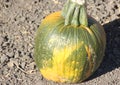 Connecticut Field pumpkin, Cucurbita pepo Royalty Free Stock Photo