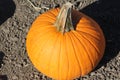 Connecticut Field pumpkin, Cucurbita pepo Royalty Free Stock Photo