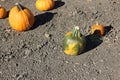 Connecticut Field pumpkin, Cucurbita pepo Royalty Free Stock Photo