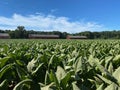 Connecticut Shade Wrap field Royalty Free Stock Photo