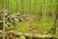 Spring green forest with ferns and historic stone wall