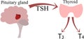 The connection of the pituitary gland and the thyroid gland. Endocrinology poster, scheme. Hormones and nerves