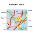 Connective tissue. Structure and anatomy Royalty Free Stock Photo