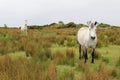 Connemara Ponies